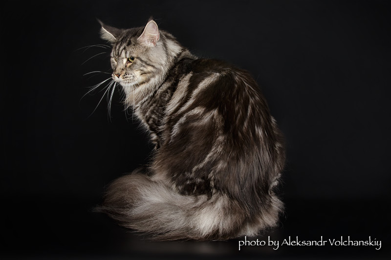 X-Ray Handy Dandy - maine-coon