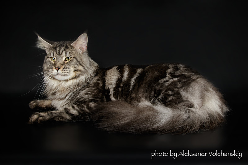 X-Ray Handy Dandy - maine-coon