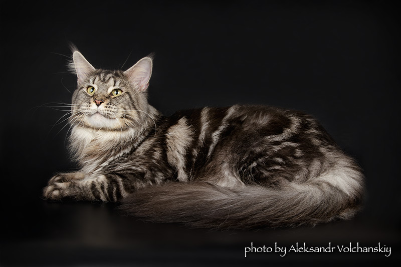 X-Ray Handy Dandy - maine-coon