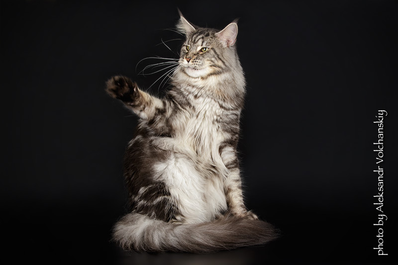 X-Ray Handy Dandy - maine-coon