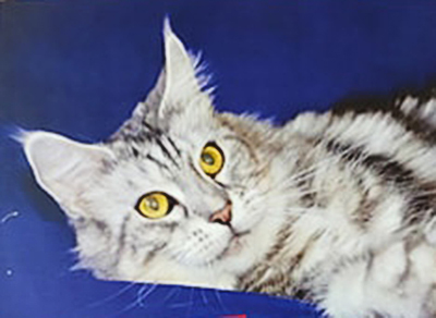 Handy Dandy Roxy - мейн-кун