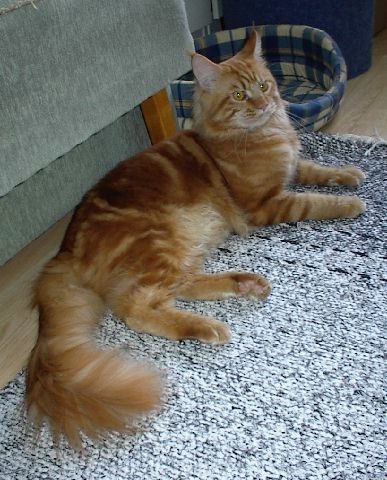 Ravishing Speedy Coonzales - maine-coon