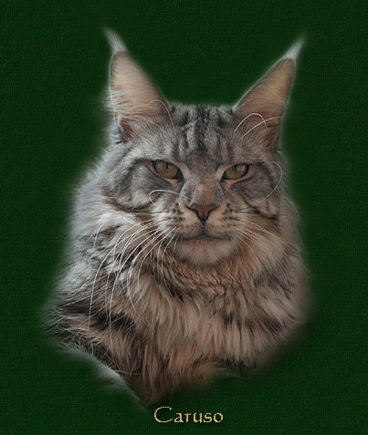 Top Coon Caruso - мейн-кун