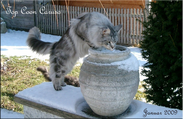 Top Coon Caruso - Взрослый мейн-кун 3 года 3 месяца