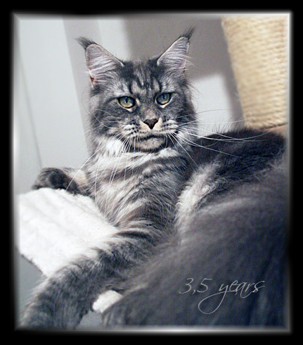 Castle Rock Veronica Fever - Дорослий мейн-кун 3,5 роки 4 тижні