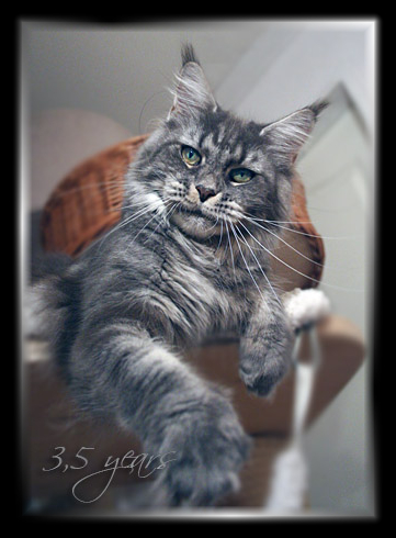 Castle Rock Veronica Fever - Дорослий мейн-кун 3,5 роки 4 тижні