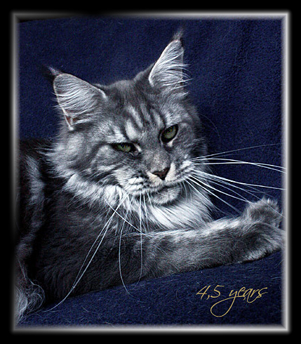 Castle Rock Veronica Fever - Дорослий мейн-кун 4,5 роки