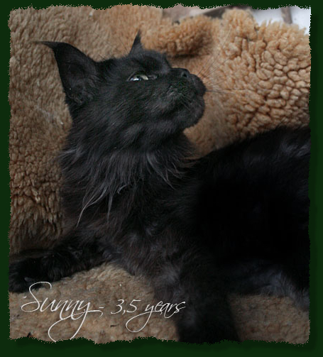 Island in the Sun the Purrfect Coon - Дорослий мейн-кун 3 роки 5 місяців