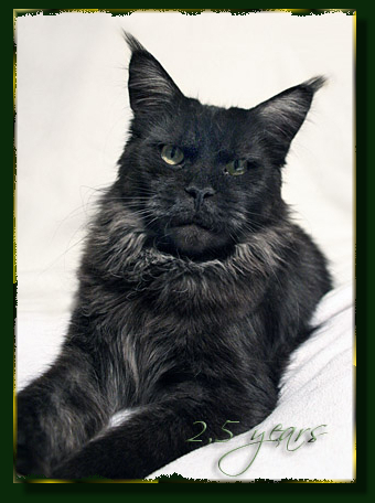 Island in the Sun the Purrfect Coon - Дорослий мейн-кун 2 роки 8 місяців 0,5 тижнів