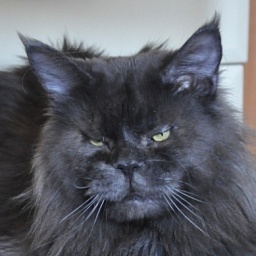 Mainefield's Zawinul