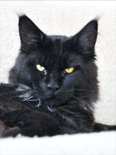 Belmicoon Like Night - maine-coon