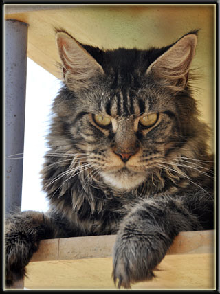 Shaycoon Zazu Pitts - maine-coon