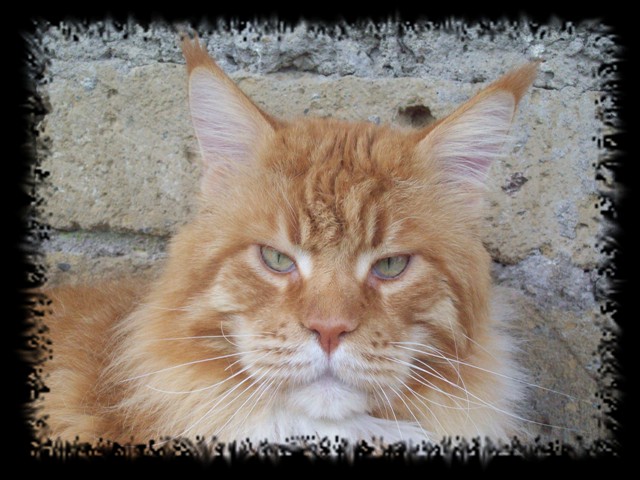 Justcoons Cross Fire - maine-coon