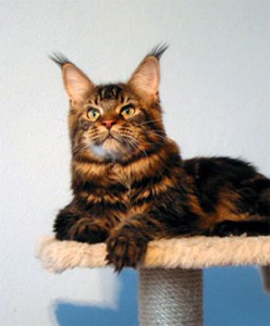 Super-Star Jesco - мейн-кун