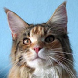 Crazy Summer Mellow Goliath