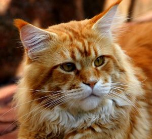 Gittaras Mc Haribo - Дорослий мейн-кун 1 рік 5 місяців 0,5 тижнів