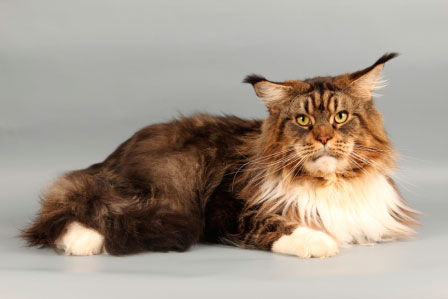 Alik Akord - мейн-кун