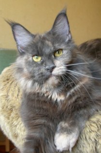 Aisha Diamond Frey - Дорослий мейн-кун 1 рік 3 місяця 4 тижні