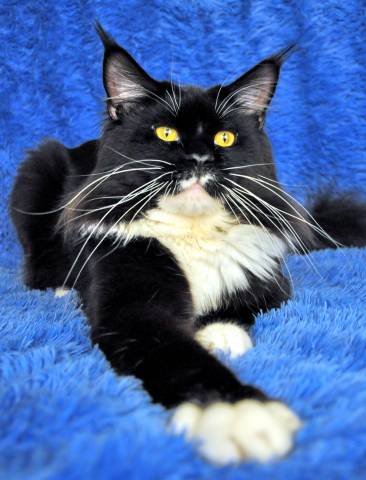 Tony Lito-Svit - мейн-кун