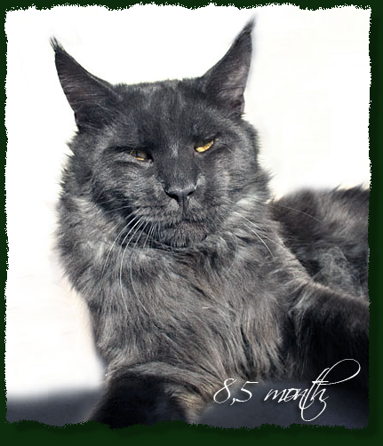 Demmis Roussos Pellumia - мейн-кун 25.10.09