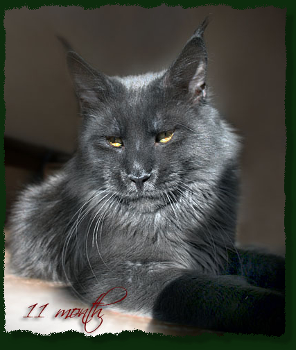 Demmis Roussos Pellumia - мейн-кун 01.01.10