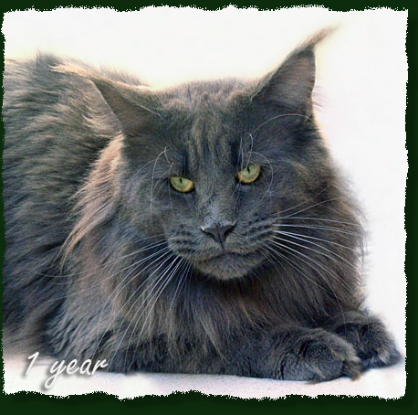 Langstteich's El Corazón - Adult maine-coon 1 year 1 month 2.5 weeks