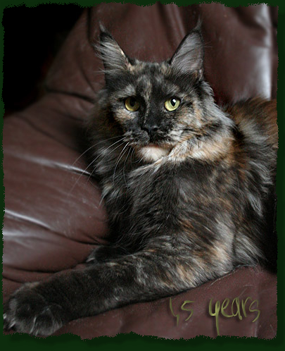 Mainefield's De La Luna - мейн-кун 19.01.2012