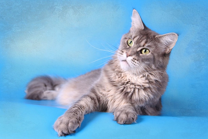 Czarda Akord - мейн-кун