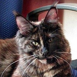 Langstteich's No Angel of Homelynx