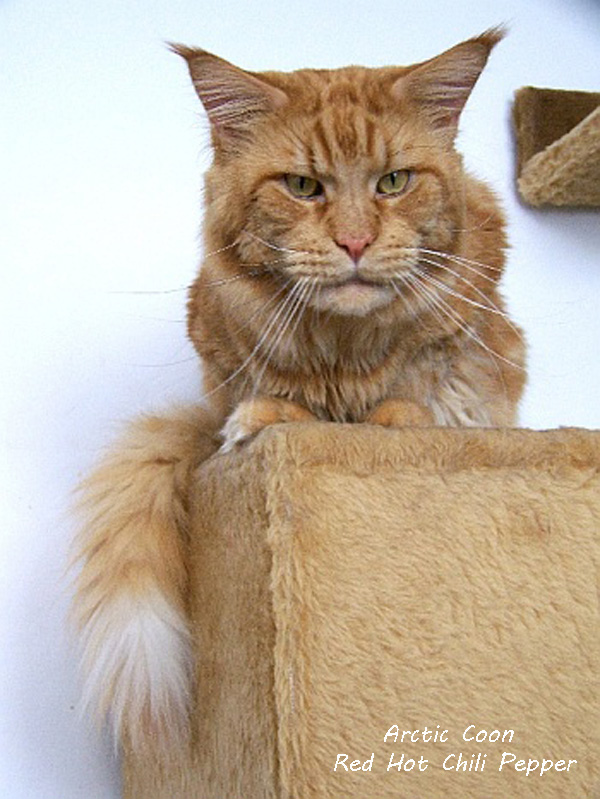 Arctic Coon's Red Hot Chili Pepper - maine-coon