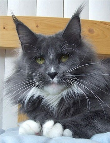 Justcoon's Ka Mirage - maine-coon