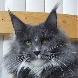 Justcoon's Ka Mirage