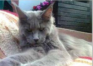 Langstteich's N'Kosma-Blue - мейн-кун