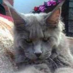 Langstteich's N'Kosma-Blue