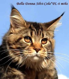 Bella Donna Silvi-Cola - maine-coon