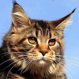 Bella Donna Silvi-Cola