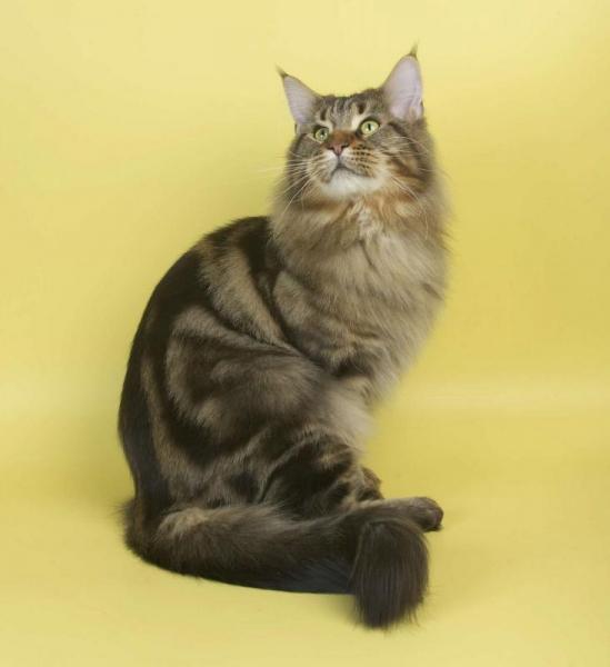 Conan Artcoon - maine-coon