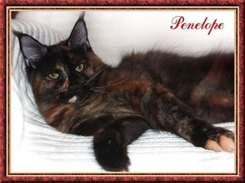 Penelope Silvi-Cola - maine-coon