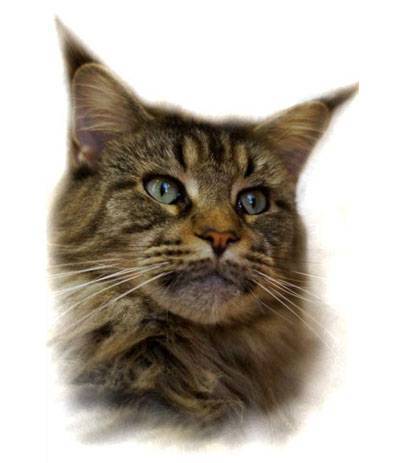 Paradise Garden Happy Holiday - мейн-кун