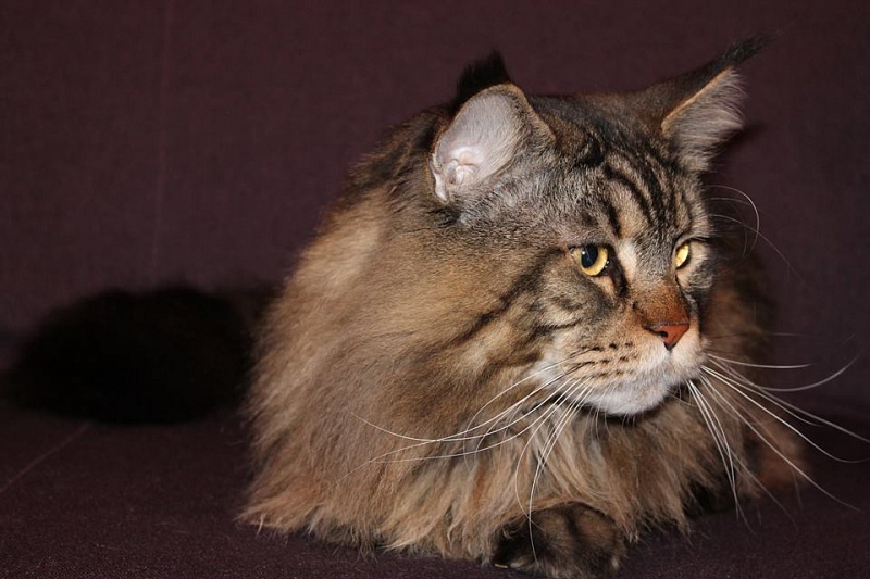 Pillowtalk's Kilroy - maine-coon