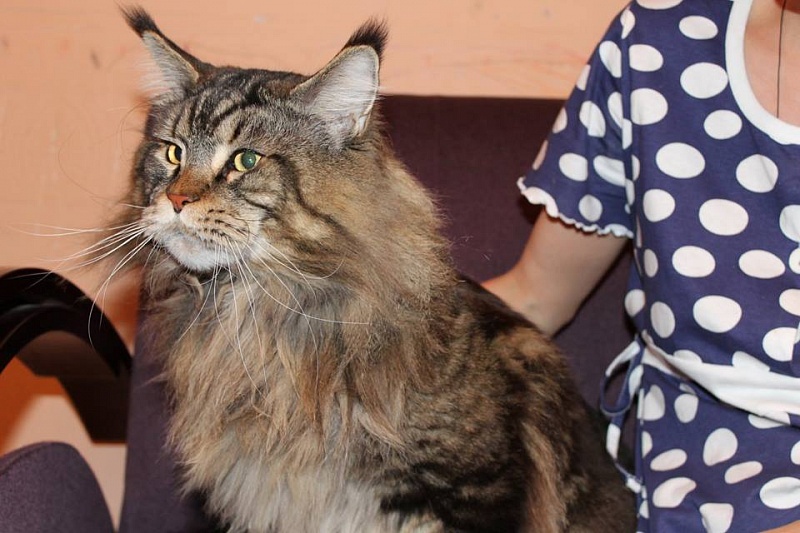 Pillowtalk's Kilroy - maine-coon