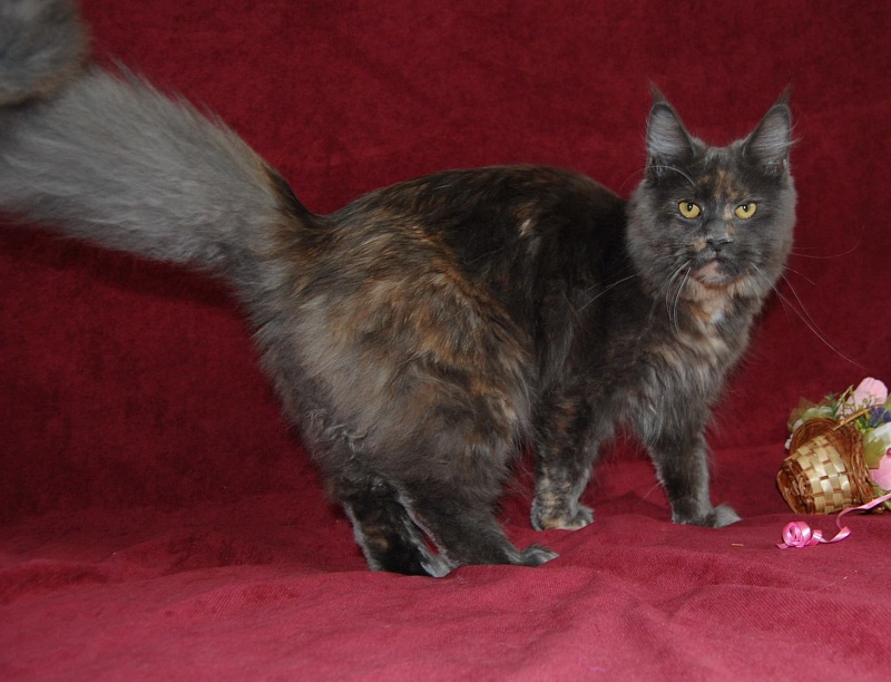 Great Soul Fler - мейн-кун