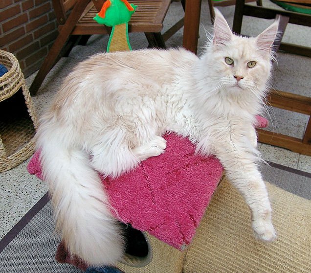 Pillowtalk's Jungle Man - мейн-кун