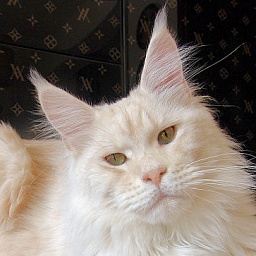 Pillowtalk's Jungle Man