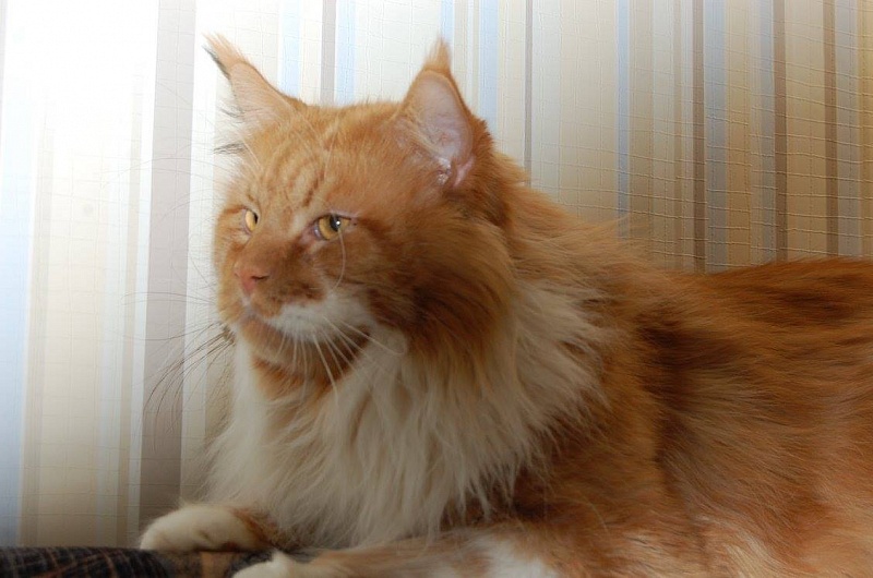 X-Hunter Airish Coon - мейн-кун