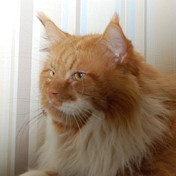 X-Hunter Airish Coon