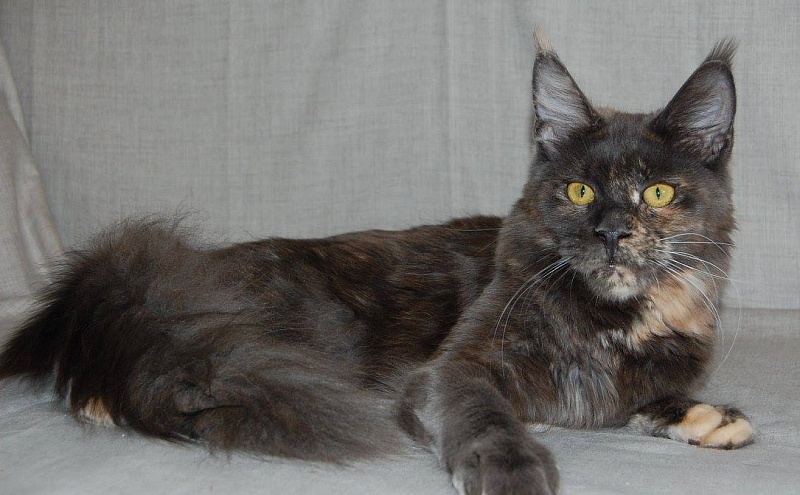 Great Soul Bell - мейн-кун