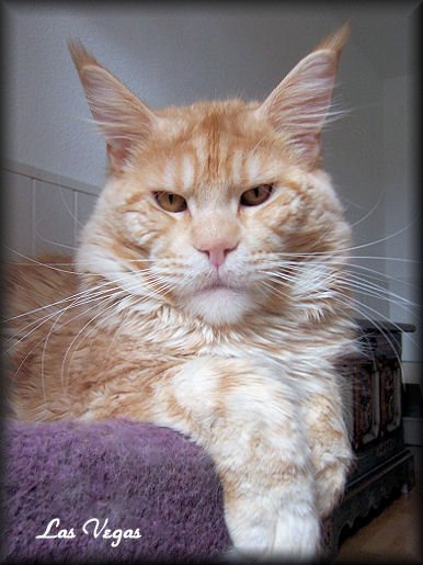 Pillowtalk's Viva Las Vegas - мейн-кун