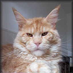 Pillowtalk's Viva Las Vegas