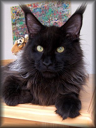 Cool Motion's Angel Sky - maine-coon